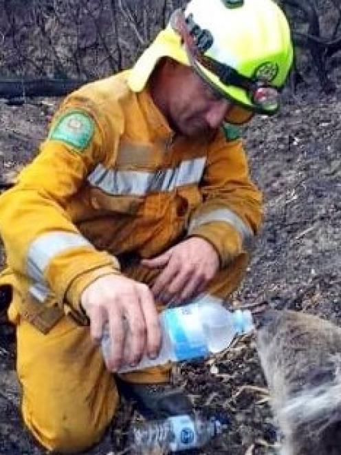 Dunedin firefighter Chris McLeod gives water to a koala in Victoria. Photo supplied