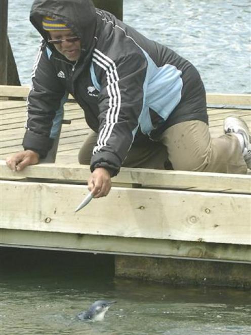 Dunedin fisherman Peter Tuisano feeds a sprat to a little blue penguin in Dunedin's Steamer Basin...