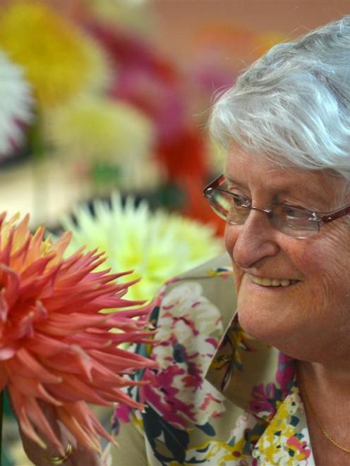 Dunedin Horticultural Society president Joy Morton admires a semi-cactus dahlia at the Dunedin...