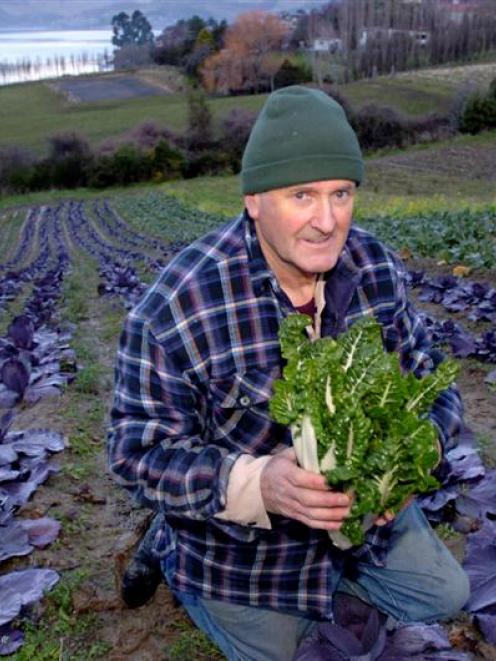 Dunedin market gardener Ray Goddard now only sells to the Otago Farmers Market. Photo by Jane...