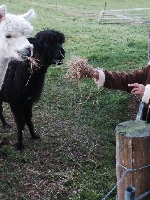 Dunedin Meditation Centre staff member Porntip Nartapan feeds two uninjured alpacas on the centre...