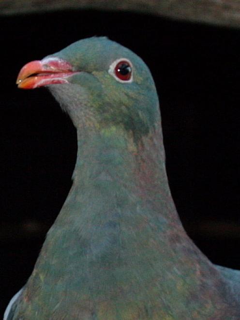 Dunedin people are being asked to keep an eye out for kereru as part of a nationwide count of the...