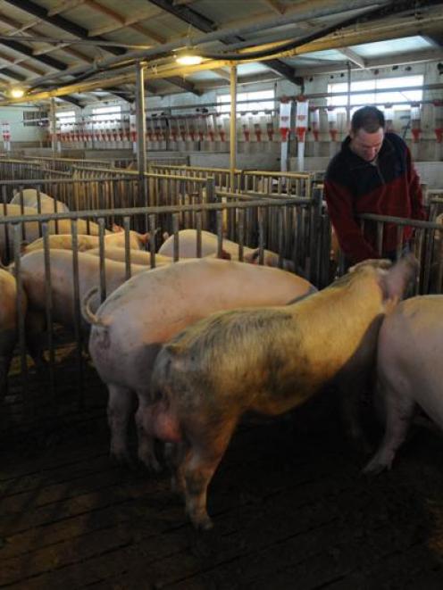 Dunedin pig farmers Pieter and Gavin Bloem grow pigs in a shed which meets 2015 industry standards.
