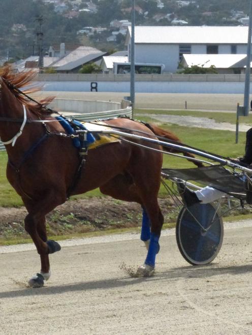 Dwindle Mist, seen here driven by Phil Williamson in his own colours last year, is now trained by...