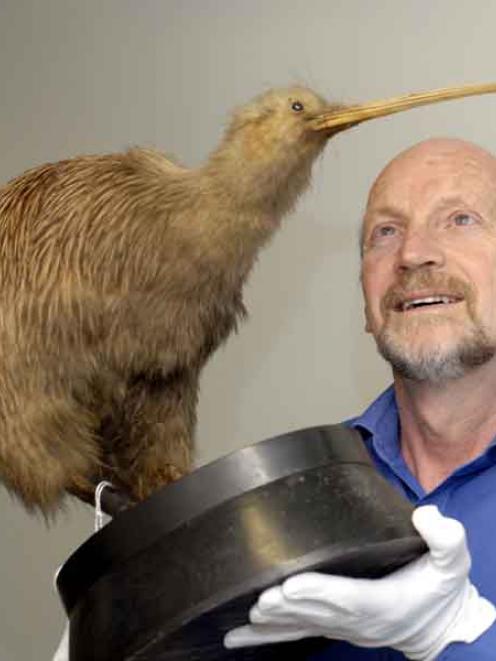 Ecosanctuary chairman Neville Peat admires a stuffed Southern Brown Kiwi at the Otago Museum...