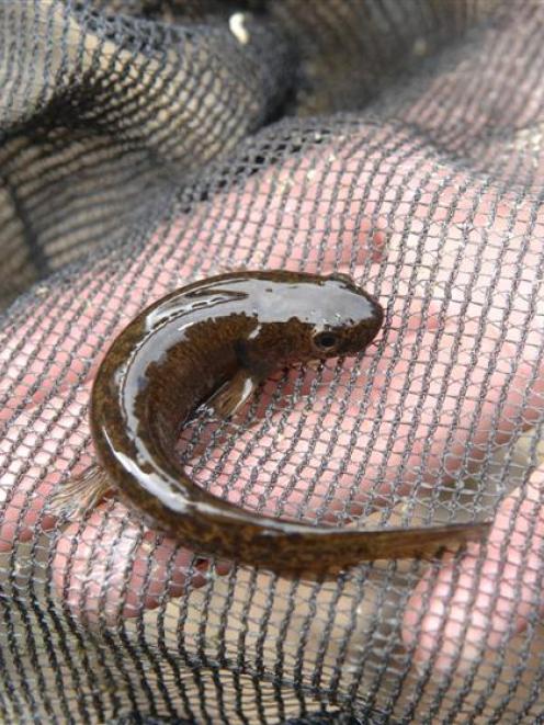 Eldon's galaxiid, a native freshwater fish, found in Whare Creek. Photo by Linda Robertson.