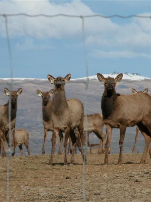 Elk weaners bask in the sun at Clachanburn Station. Photo by Yvonne O'Hara.