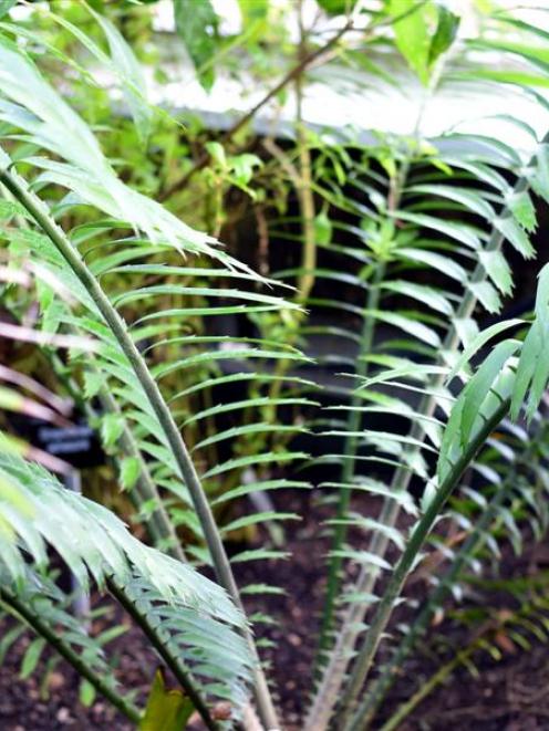 Encephalartos villosus. Photo by Gregor Richardson.