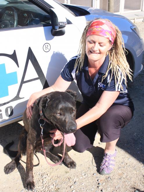 Central Otago SPCA co-ordinator Shirlene Steel checks  11-month-old Arnie.  Arnie was one of five...