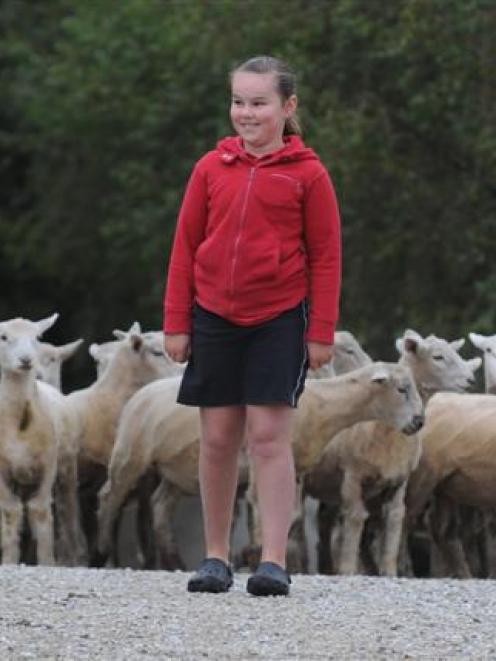 Erin Chittock (8) considers possible contenders for Palmerston Primary School's prime lamb...