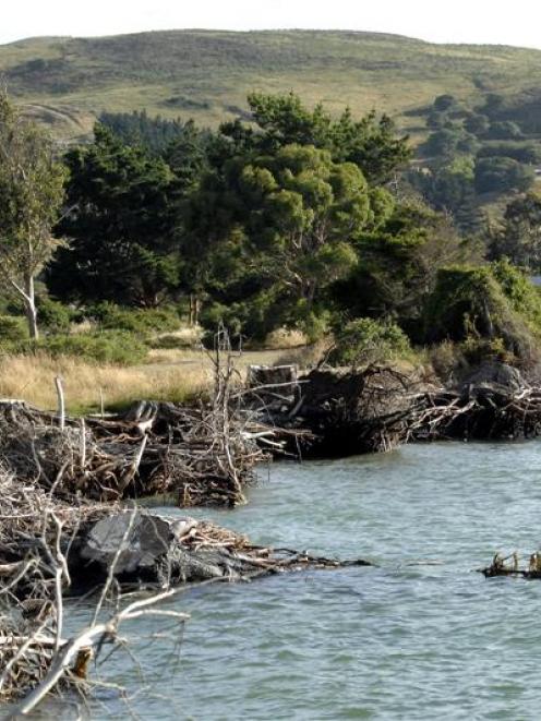 Erosion by the Te Rauone Beach domain at Harington Point. Photo by Linda Robertson.