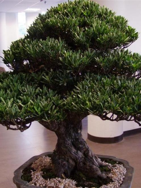 Estimated to be 200 years old, this near-perfect specimen of <i>Podocarpus costalis</i>, a rare...