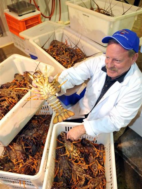 Euan MacDougall takes a look at early season crayfish as it arrives at Fiordland Lobster's...