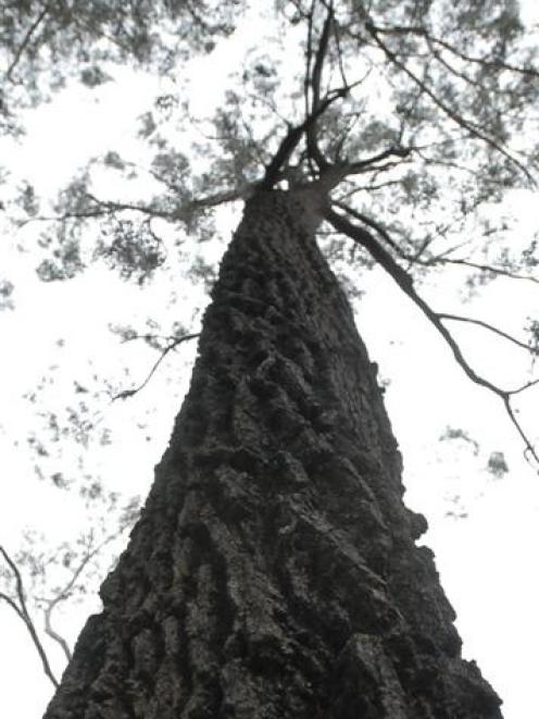 Eucalyptus sideroxylon. Photo by Gregor Richardson.