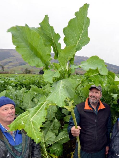 Examining the offerings in a crop-growing competition in a kale paddock at Maungatua yesterday...