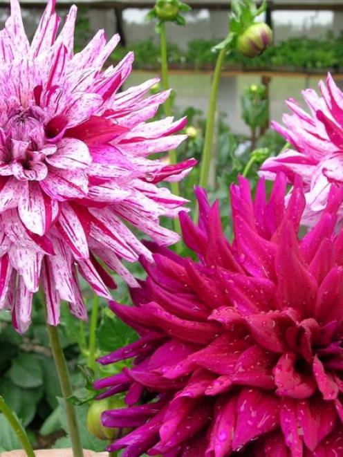 Dahlias do better if moved into fresh well-manured soil each year.