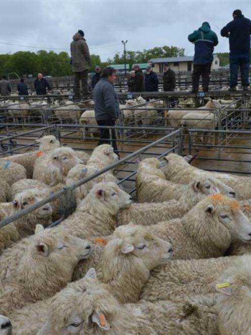 Falling lamb prices helped pull down the ASB Commodity Price Index. Photo by Stephen Jaquiery.