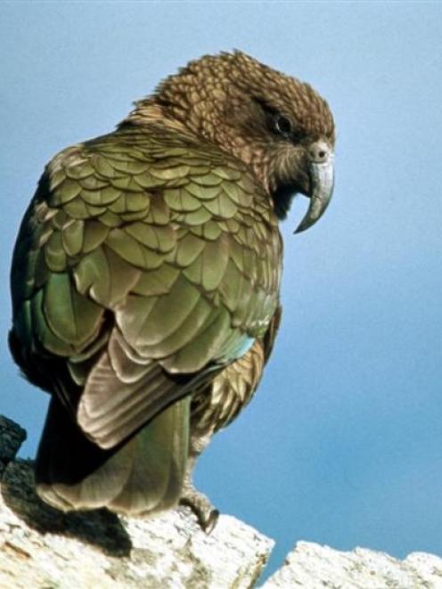 Farmers are finding it hard to watch their livestock being attacked by the endangered kea. Photo...