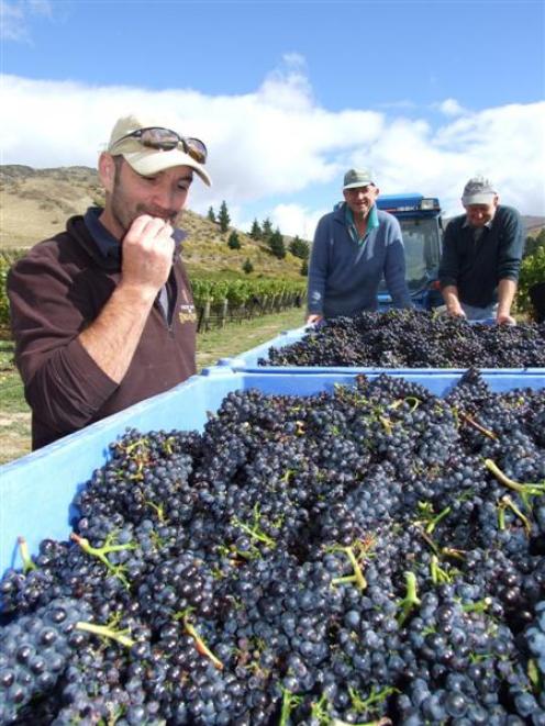 Felton Road viticulturist Gareth King tries some of the pinot noir grapes being harvested this...