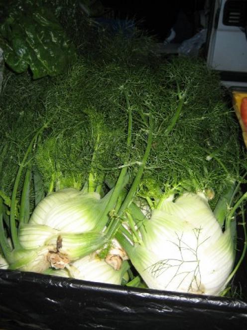 fennel_1.JPG