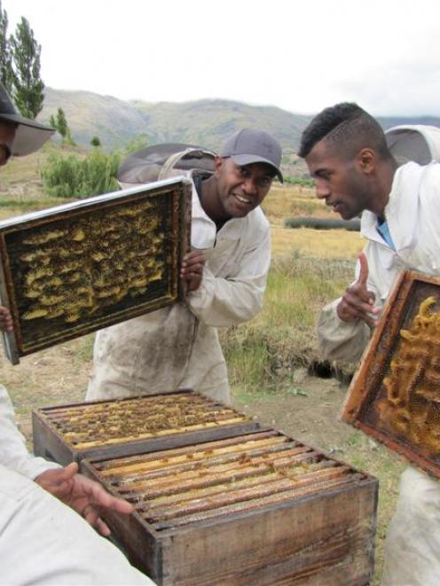 Fijian beekeepers, from left,  Tai Kadavaki (25), Tom Matai (25) and Jeremaia Salu (17) are...