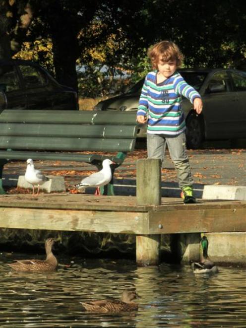 Finn Thwaites (5), of Balclutha, feeds the ducks at Naish Park yesterday. The future of the ducks...