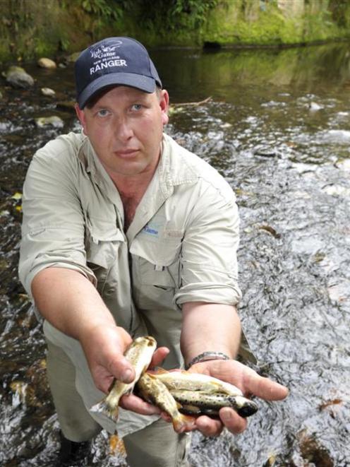 Fish and Game Otago ranger Steve Dixon displays some of the yearling trout found dead in Kaikorai...