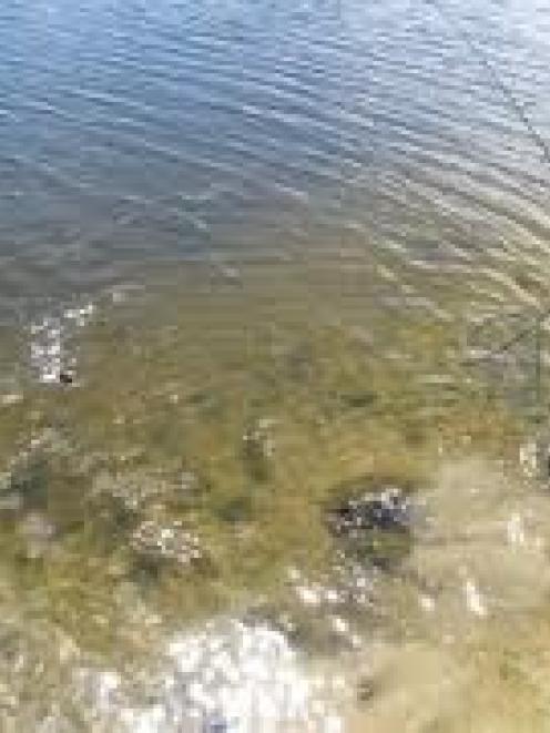 Fishing in the Taieri River. Source www.maniototo.co.nz