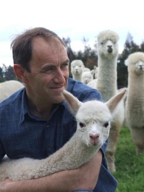 Flagstaff Alpacas owner Andy Nailard is optimistic there will one day be a viable alpaca fibre...