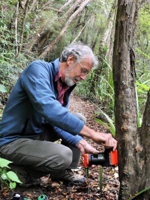 Forest and Bird project co-ordinator Mark Hanger sets a 'GoodNature' automatic trap in the...