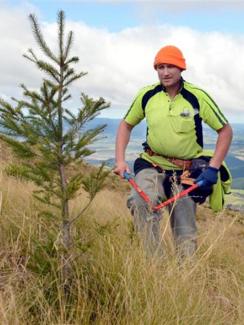 Forestry contractor William Oldham works with a team yesterday to cut out a 200ha planting of...