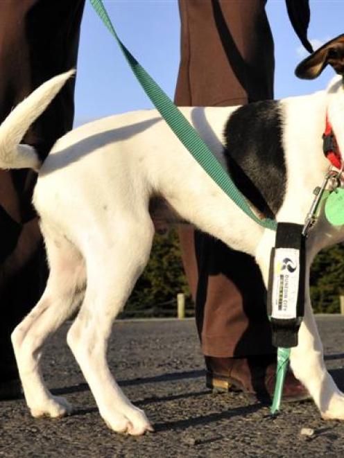 Fox terrier Doug enjoys a stroll with his Dunedin City Council Ezebag attached so any poo can be...