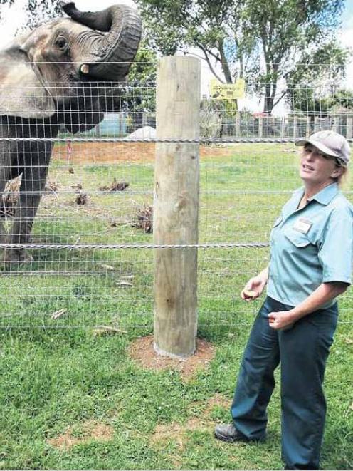 Franklin Zoo and Wildlife Sanctuary vet Helen Schofield with former circus elephant Jumbo after...