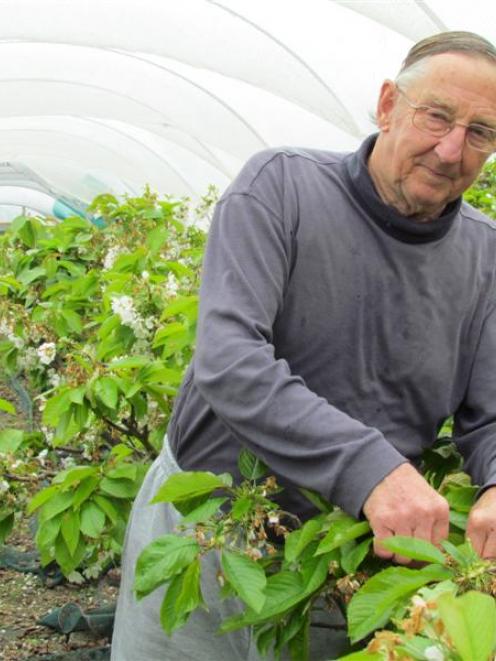 Fred Field, of Oamaru, examines how his cherry trees are flourishing in the North Otago climate....