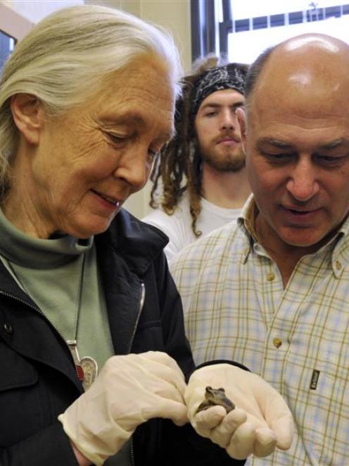 Frog ambassadors Dame Jane Goodall and  Dr Phil Bishop admire a Maud Island frog at the...