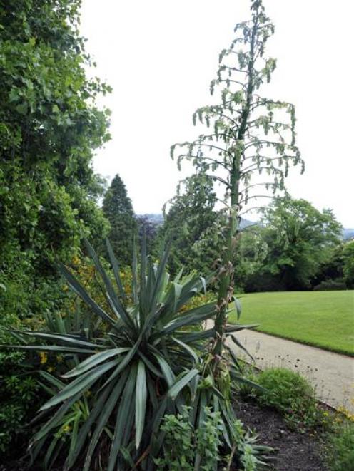 Furcraea parmentieri. Photo by Gregor Richardson.
