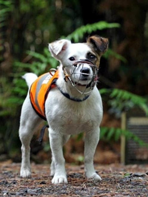 Gadget the rat detection dog. Photo supplied.