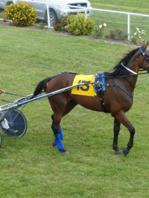 Galleons Triumph is well placed on the handicaps for the c2 and faster trot at Oamaru tomorrow....