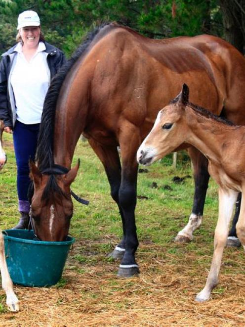 Gayle Lawrie with the twin foals Holly (left) and Rio that her 14-year-old thoroughbred horse...