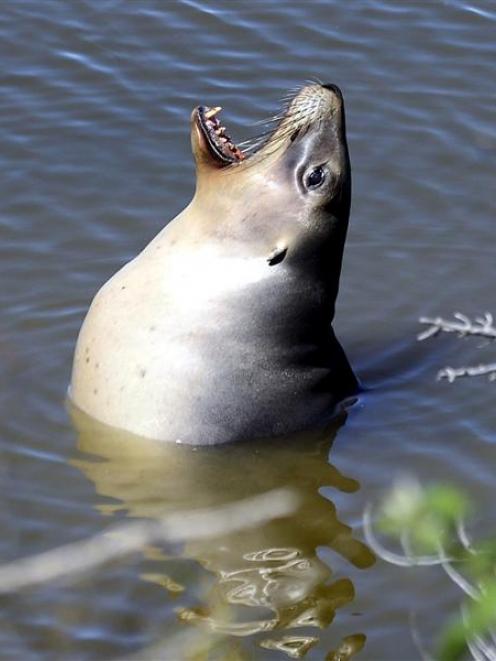 Gem, the sea lion, in the Tomahawk Lagoon yesterday. Below: Gem on the Chisholm Park Golf Course...