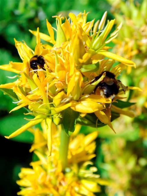 Gentiana lutea