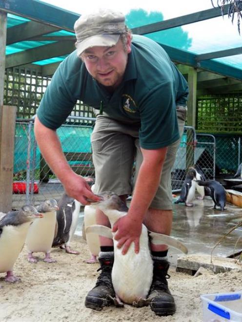 Glen Riley offers fish to a yellow-eyed penguin. Photo by Craig Baxter.