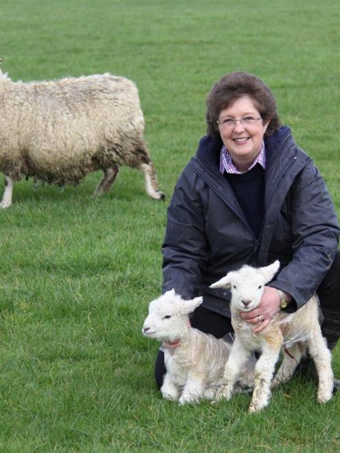 Glenham farmer Ann-Maree Robinson with lambs modelling their plastic Robinson Raincoats. Photo...