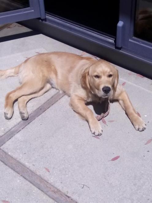 Golden retriever Briar died on Saturday, after suspected consumption of toxic algae in Cardrona...