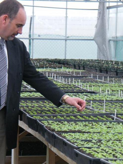Gore District Council parks and reserves manager Ian Soper inspects some of the seedlings in the...
