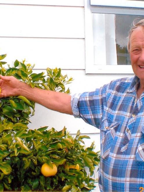Gore resident Len Ross proudly displays the grapefruit growing at his Te Anau holiday home.