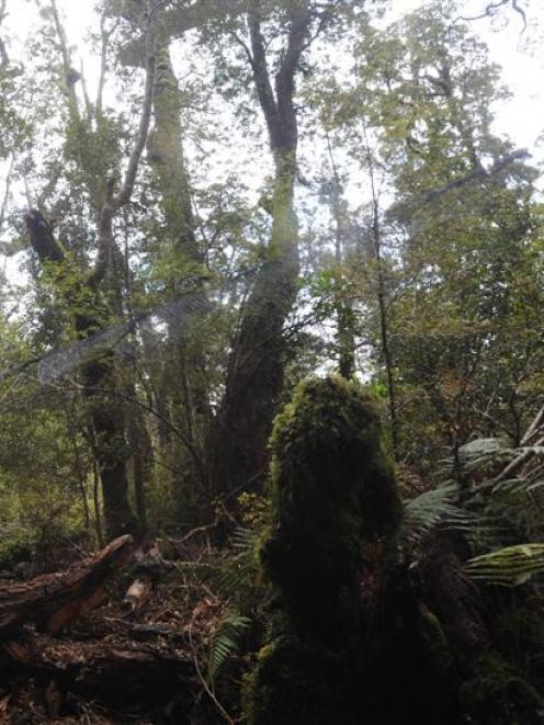 Graeme Loh sets up a net to catch mohua in the Catlins Forest on Friday. Photo by Peter McIntosh.