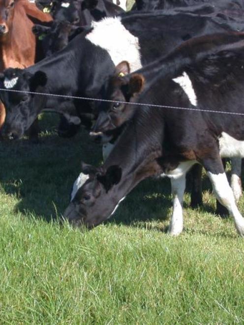 Grazing dairy cows and young stock are a key to Paul Kane's Hawea Flat farm. Photo by Neal Wallace.