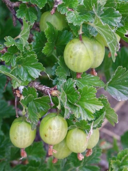 Grow gooseberries in an open, sunny part of the garden where the soil does not dry out.