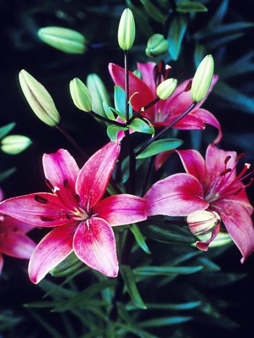 Grow things that do well in the South, such as lilies (above), heritage roses and paeony roses....